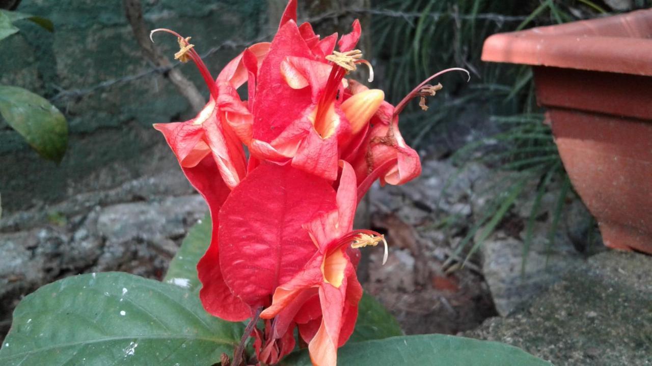 سيغيرِيا Flower Inn المظهر الخارجي الصورة
