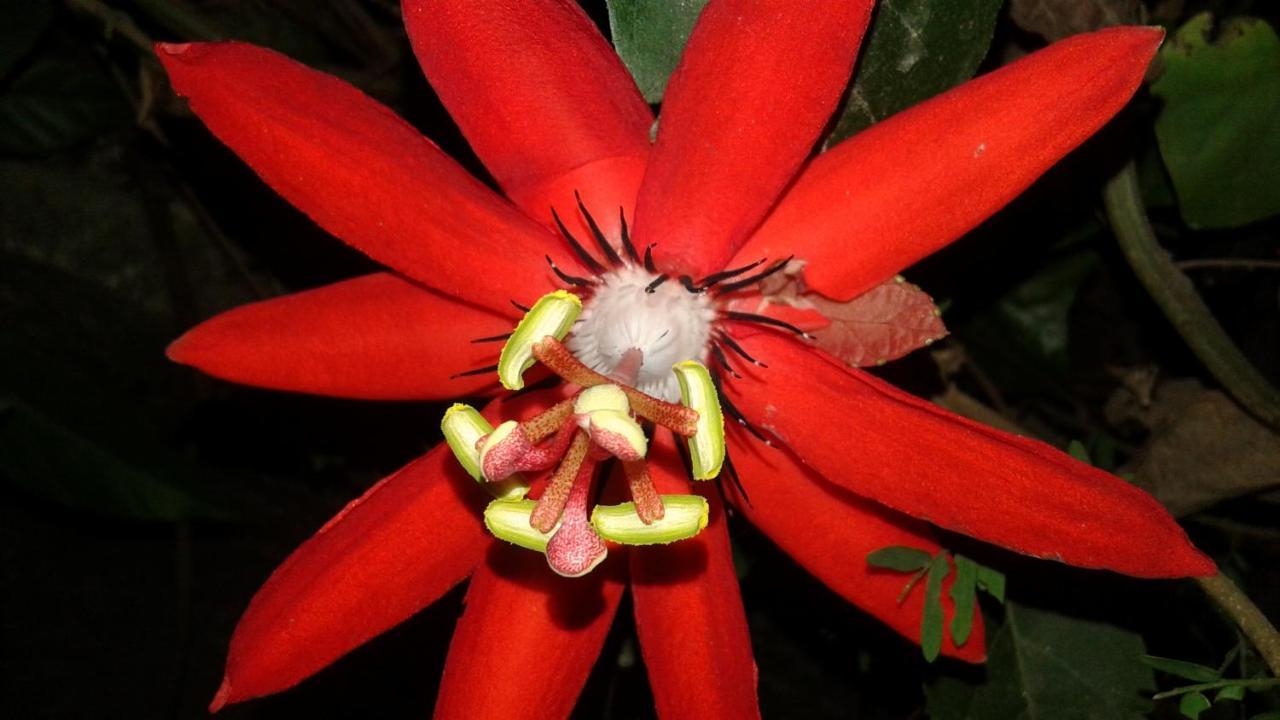 سيغيرِيا Flower Inn المظهر الخارجي الصورة